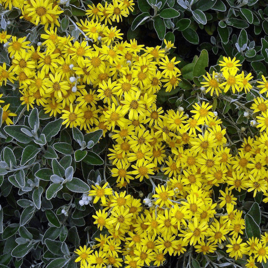 Des images de diff�rentes plantes